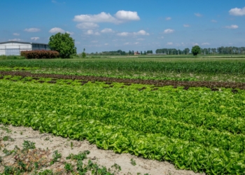 Farmers urge urgent support for resilient local supply chains