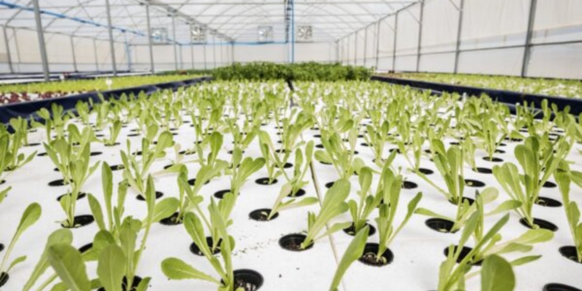 For those who want to explore aquaponics farming, Agri Skills Transfer will run a short course on it next week. Photo: Supplied/ Food For Mzansi