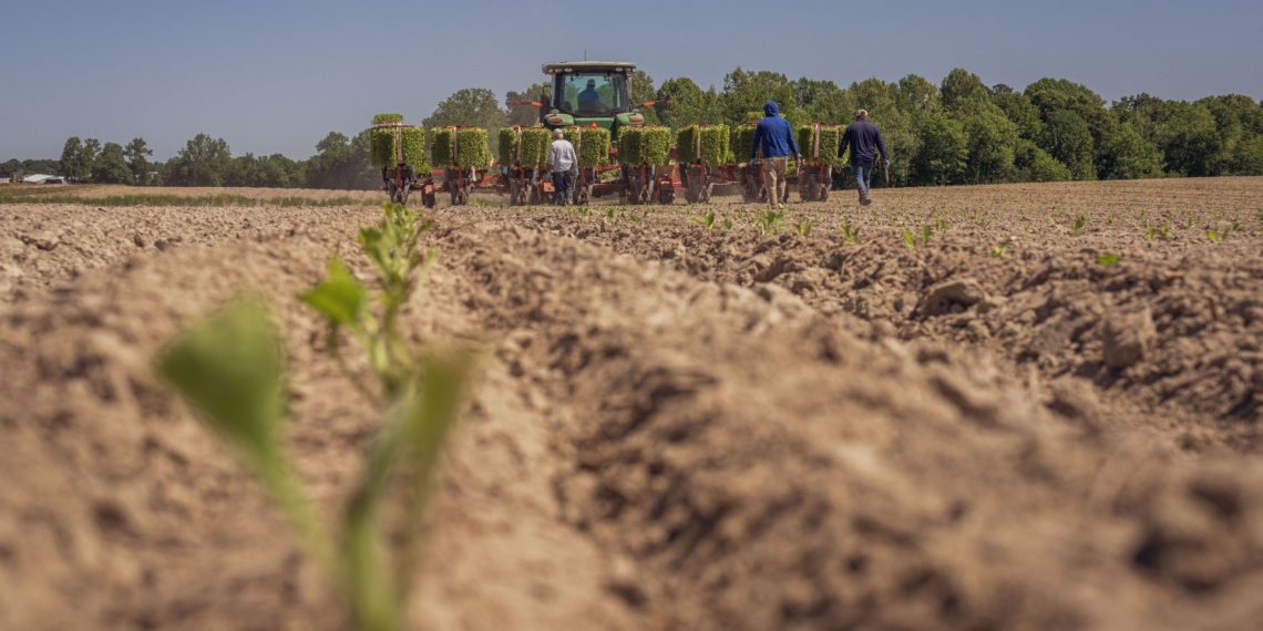 Agricultural specialists and researchers recently highlighted the vital role of indigenous crops, agro-processing, and youth-led innovation in securing Africa’s food future. Photo: Pexels.