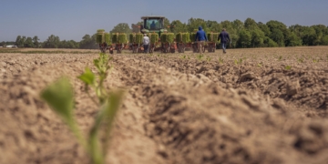 Africa’s indigenous crops and youth are the secret to ending hunger