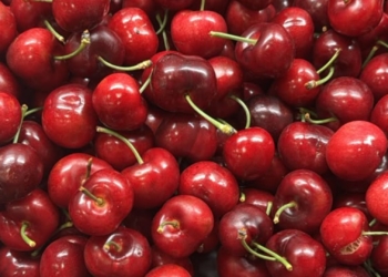 Early heat lowers Tru-Cape cherry harvest, but brings top quality