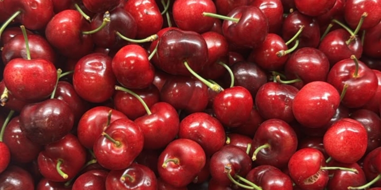 Tru-Cape’s cherry harvest saw a significant decline in production due to weather challenges, yet quality remains top-notch. Photo: Tru-Cape