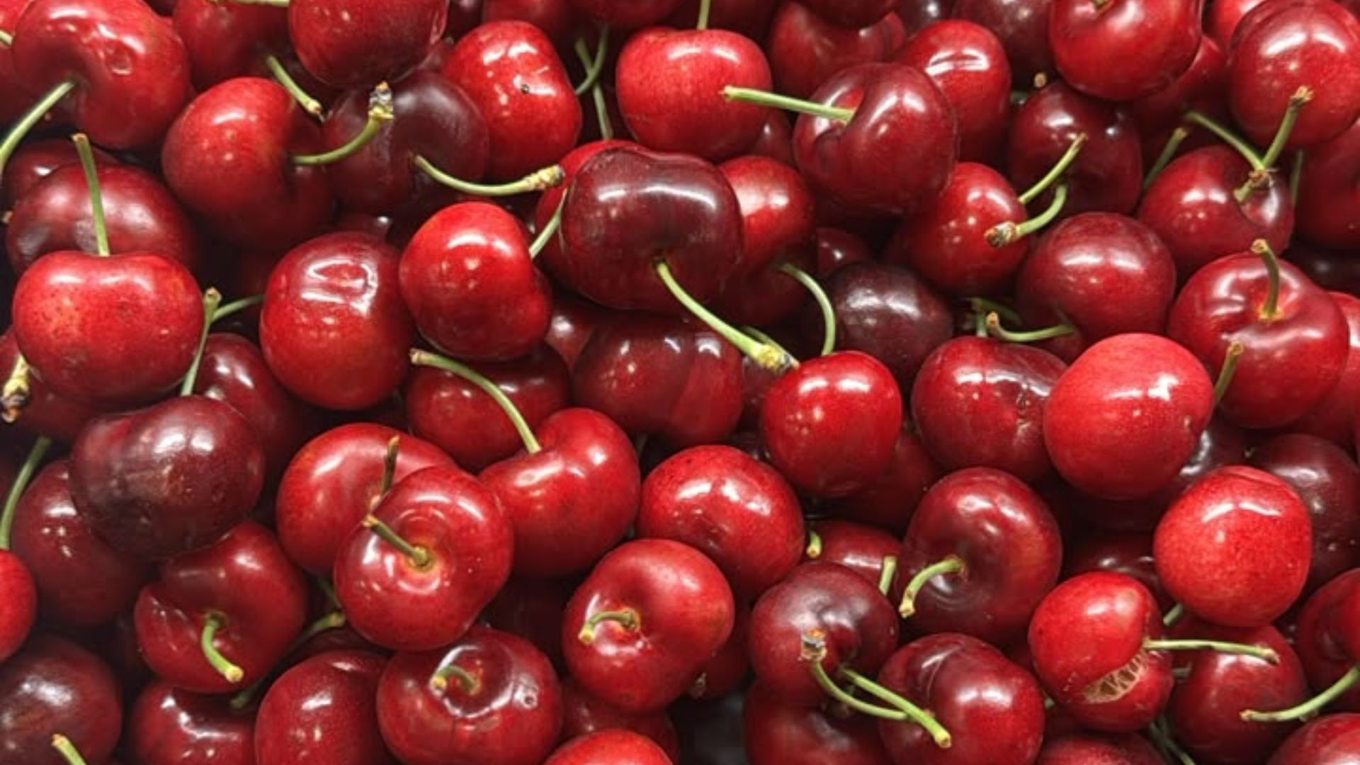 Early heat lowers Tru-Cape cherry harvest, but brings top quality