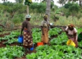 Protect your soil and crops while saving water this season