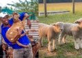 What farmers should know about diarrhoea in lambs and kids