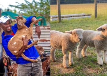 What farmers should know about diarrhoea in lambs and kids