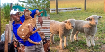 What farmers should know about diarrhoea in lambs and kids