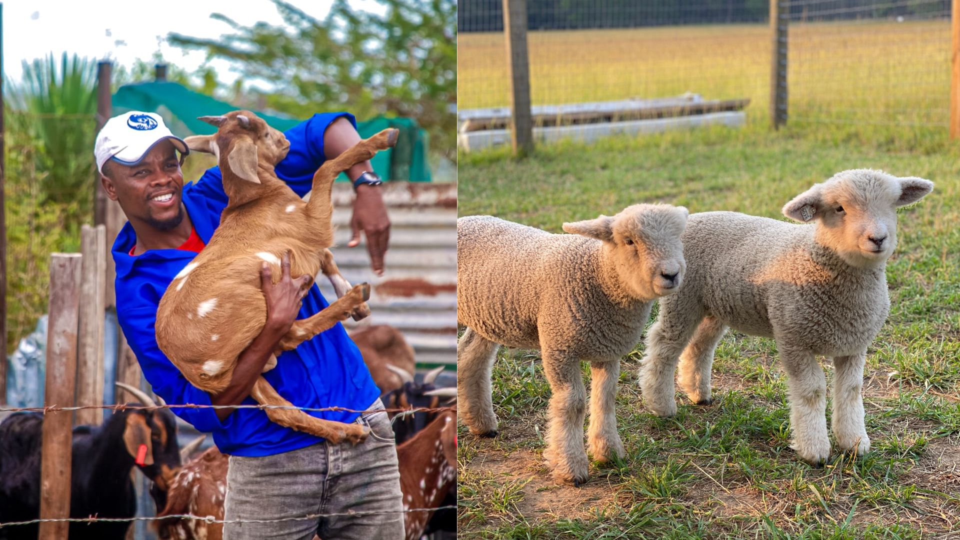What farmers should know about diarrhoea in lambs and kids