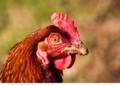 How to protect poultry from damaging sticktight flea infestations