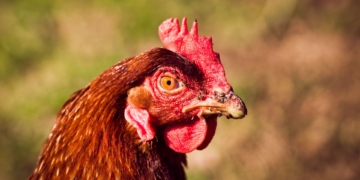 How to protect poultry from damaging sticktight flea infestations