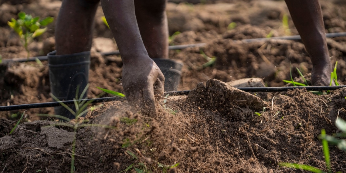 As a new El Niño phase threatens Southern Africa with potential drought, national and provincial agricultural experts warn that farm survival depends on soil health. Photo: Elvis Kambire/Pexels