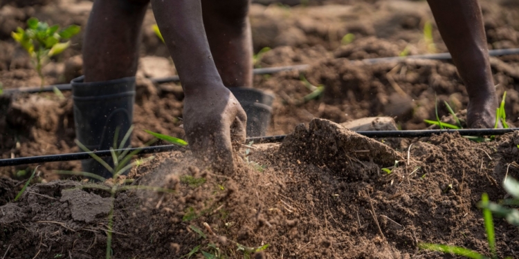 As a new El Niño phase threatens Southern Africa with potential drought, national and provincial agricultural experts warn that farm survival depends on soil health. Photo: Elvis Kambire/Pexels