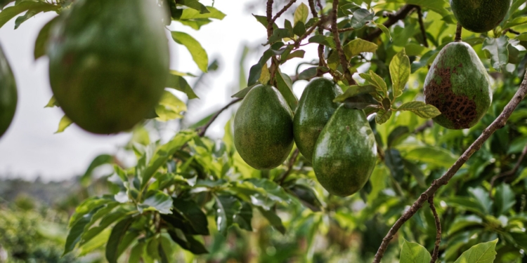 In this week's fresh produce market update, avocado prices jumped 24% to R20.07/kg. Photo: Matthias Oben/Pexels