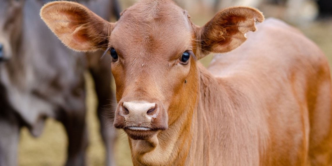 With over 84% of South Africans expecting food companies to prioritise animal wellness, transparency is no longer optional, says legal expert Dr Tarryn Bannister. Photo: Steward Masweneng/Pexels